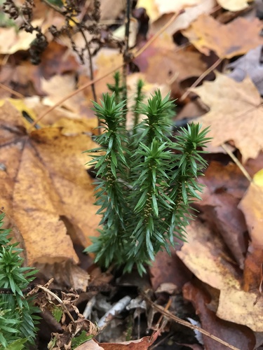 Shining clubmoss (Huperzia lucidula)