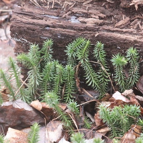 Shining clubmoss (Huperzia lucidula)