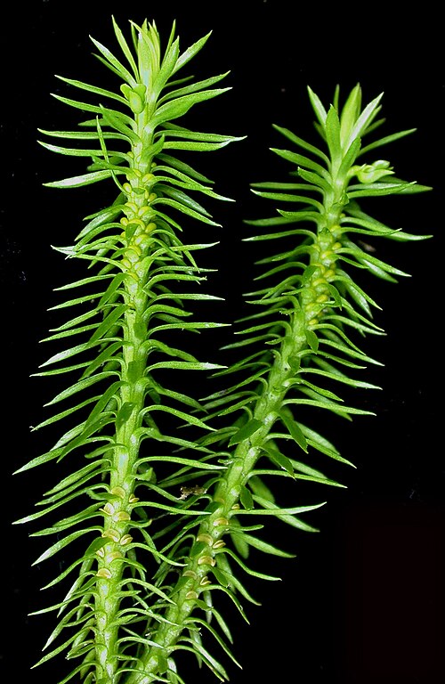 Shining clubmoss: Nom français : lycopode brillant. Nom anglais : shining firmoss. Rameaux, feuilles, sporange, propagules (bulbilles) de lycopode brillant.