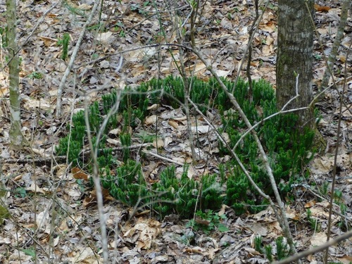Shining clubmoss (Huperzia lucidula)
