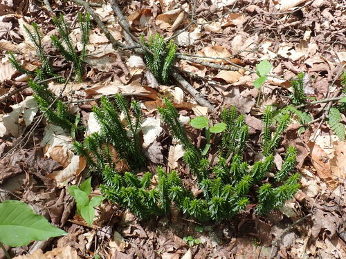 Shining clubmoss (Huperzia lucidula)