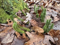 Shining clubmoss (Huperzia lucidula)