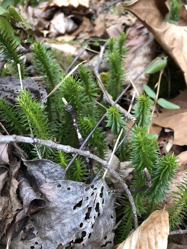 Shining clubmoss (Huperzia lucidula)