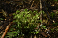 Huperzia myriophyllifolia (Huperzia myriophyllifolia)