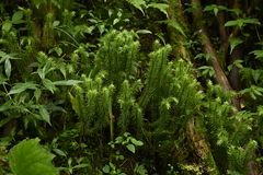 Huperzia myriophyllifolia (Huperzia myriophyllifolia)