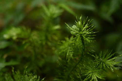 Huperzia myriophyllifolia (Huperzia myriophyllifolia)
