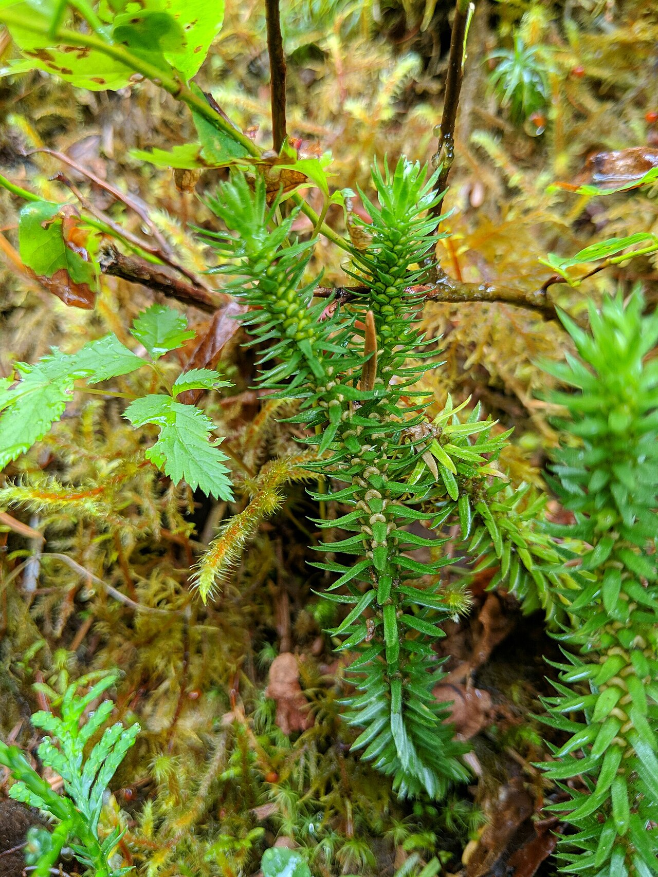 Western clubmoss: Huperzia occidentalis (Pacific Clubmoss) in Whatcom County, WA, USA