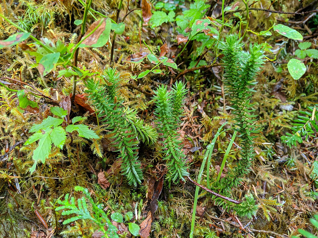 Western clubmoss: Huperzia occidentalis (Pacific Clubmoss) in Whatcom County, WA, USA