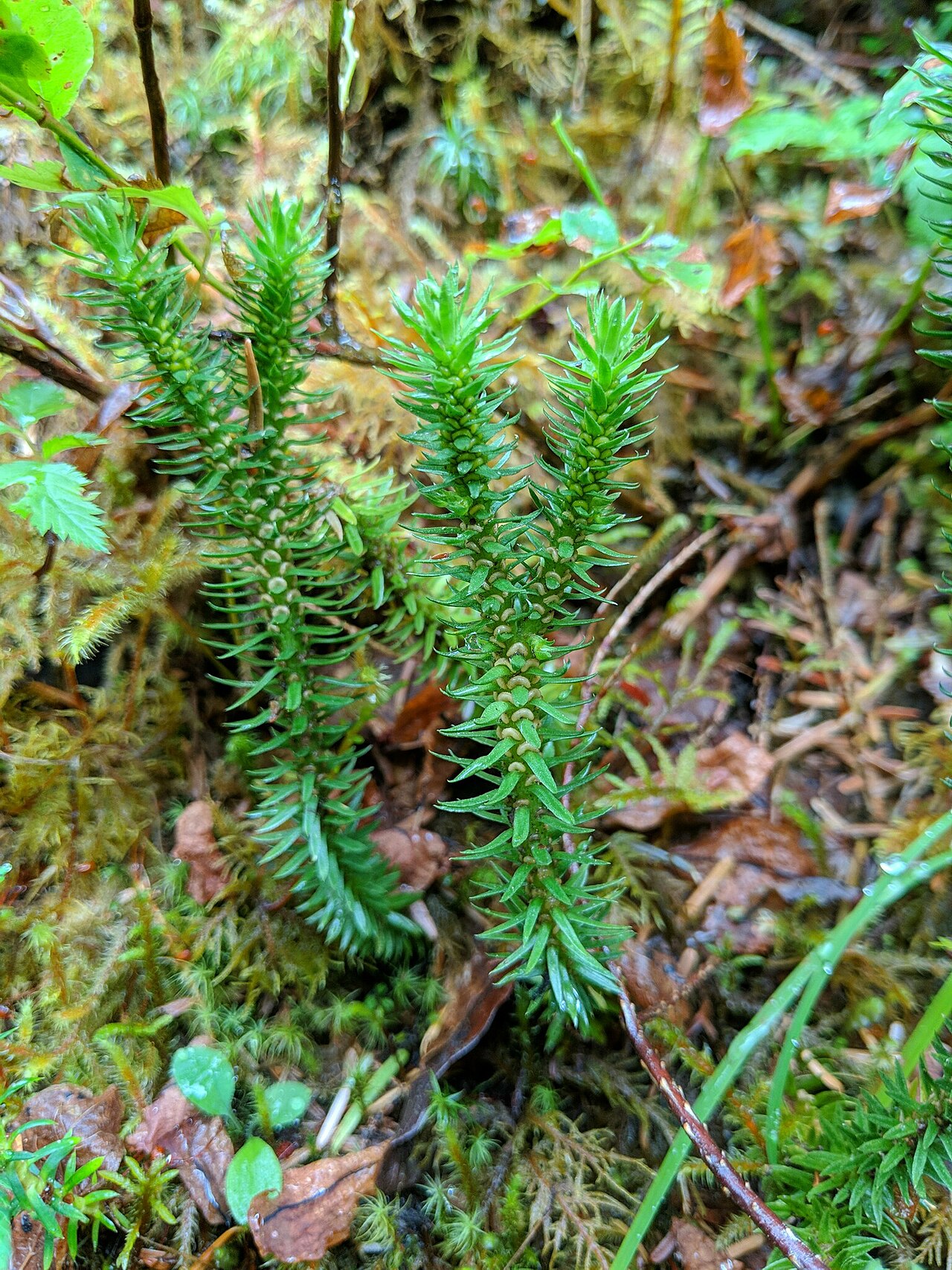 Western clubmoss: Huperzia occidentalis (Pacific Clubmoss) in Whatcom County, WA, USA