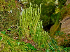 Huperzia quasipolytrichoides (Huperzia quasipolytrichoides)