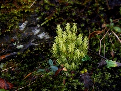 Huperzia quasipolytrichoides (Huperzia quasipolytrichoides)