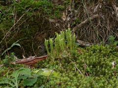 Huperzia quasipolytrichoides (Huperzia quasipolytrichoides)