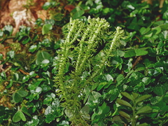 Huperzia quasipolytrichoides (Huperzia quasipolytrichoides)