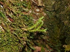 Huperzia quasipolytrichoides (Huperzia quasipolytrichoides)