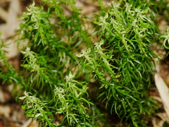 Huperzia quasipolytrichoides (Huperzia quasipolytrichoides)