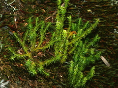 Huperzia quasipolytrichoides (Huperzia quasipolytrichoides)