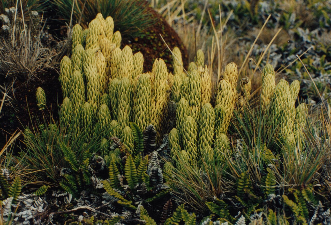Huperzia saururus: Huperzia saururus (syn. Lycopodium saururus ) on Mayes island - Kerguelen islands scan of photo: B.navez - JUL 1999