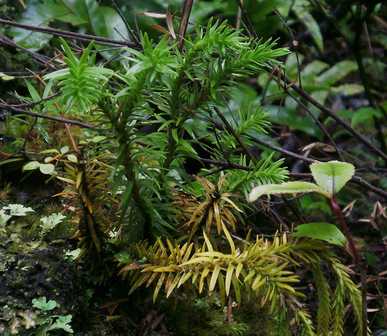 Clubmoss: Huperzia varia, clubmoss, in Upper Hutt beech forest, New Zealand.