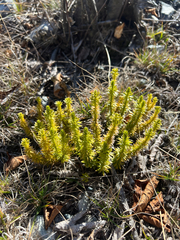 Clubmoss (Huperzia × buttersii)