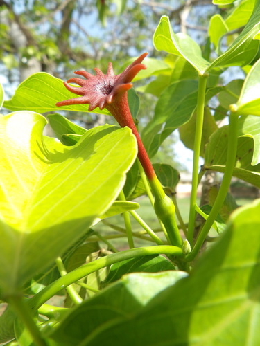 Sandbox tree (Hura crepitans)