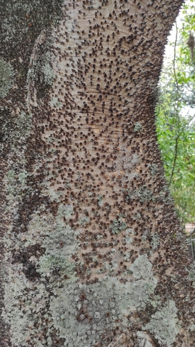 Sandbox tree (Hura crepitans)