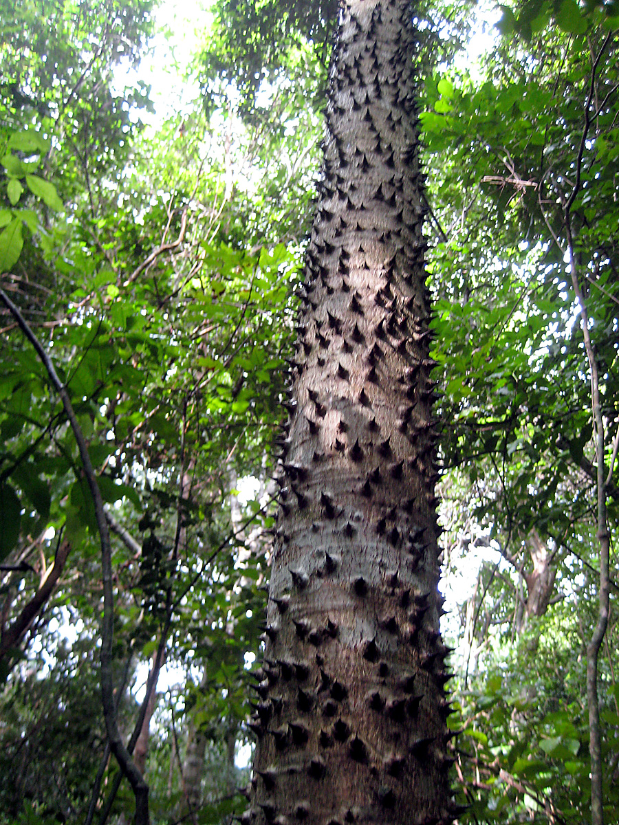 Sandbox tree: Sandbox tree in St. John, USVI