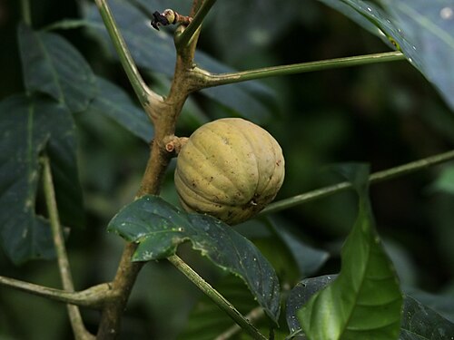 Sandbox tree: Sandbox Tree at Puentes Colgantes near Arenal Volcano, Costa Rica