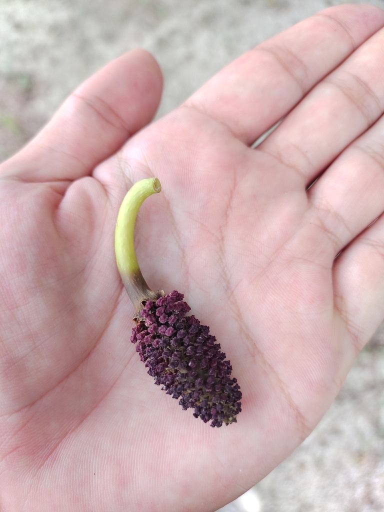 Sandbox tree (Hura crepitans)