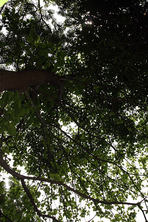 Sandbox tree: Location taken: Else Kientzler Botanical Garden, Sarchi Norte, Costa Rica. Names: Hura crepitans L., Arceira, Areeiro, Assacu, Buah Roda, Catahua, Catauá, Ceiba