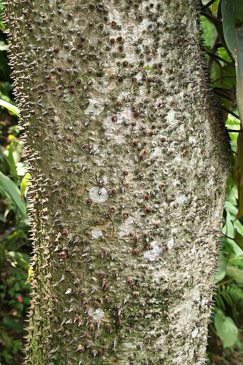 Sandbox tree: Location taken: Else Kientzler Botanical Garden, Sarchi Norte, Costa Rica. Names: Hura crepitans L., Arceira, Areeiro, Assacu, Buah Roda, Catahua, Catauá, Ceiba
