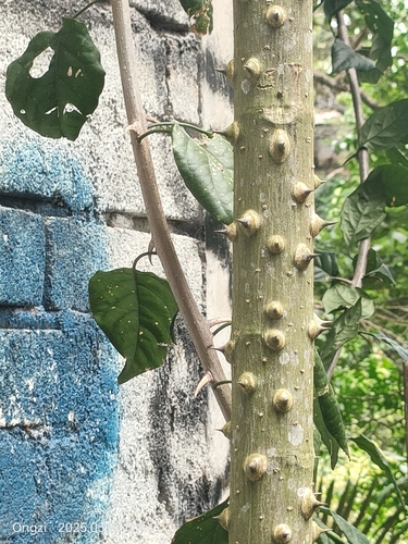 Sandbox tree (Hura crepitans)