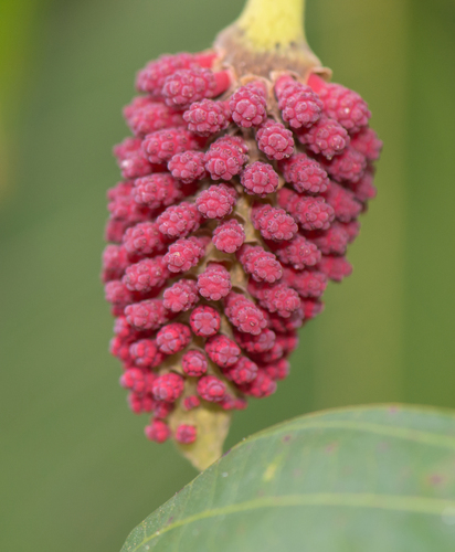 Sandbox tree (Hura crepitans)