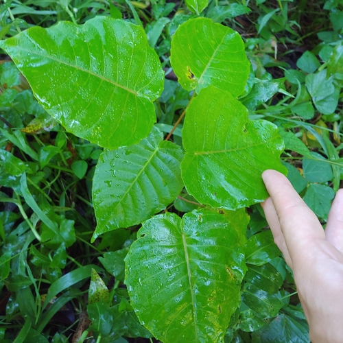 Sandbox tree (Hura crepitans)