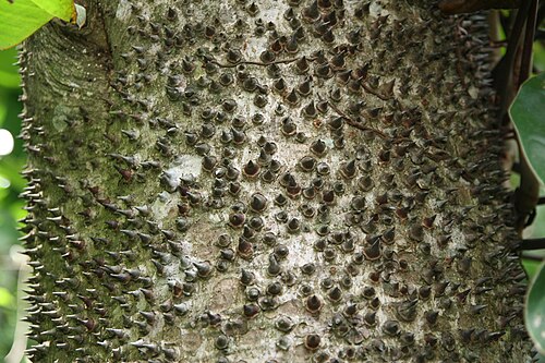Sandbox tree: Location taken: Else Kientzler Botanical Garden, Sarchi Norte, Costa Rica. Names: Hura crepitans L., Arceira, Areeiro, Assacu, Buah Roda, Catahua, Catauá, Ceiba