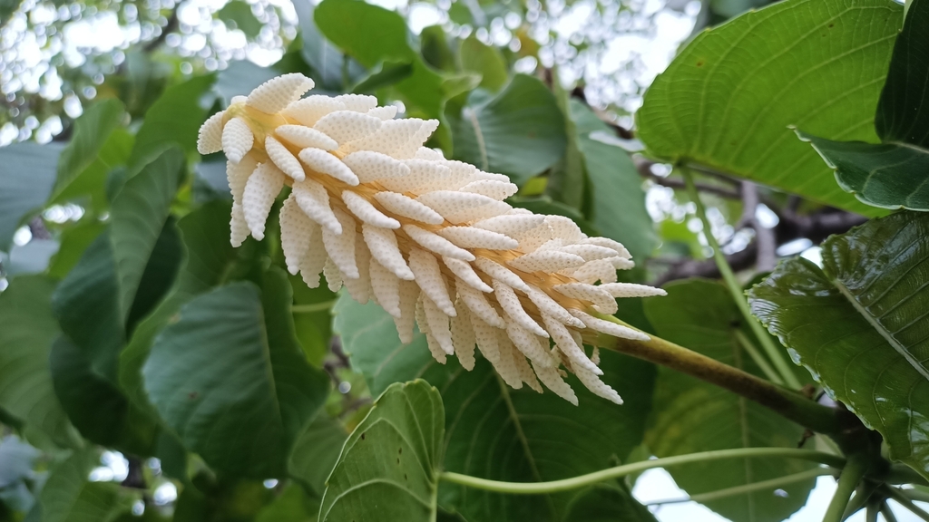 Hura polyandra (Hura polyandra)