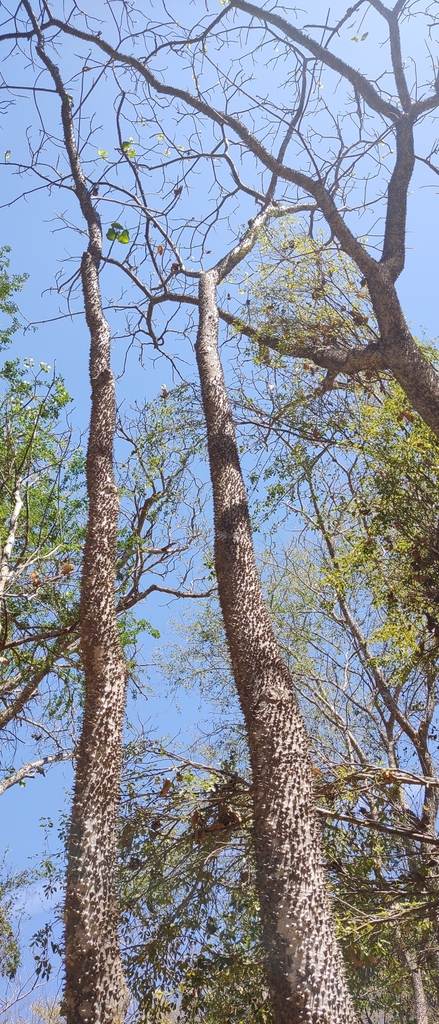 Hura polyandra (Hura polyandra)