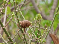 Hura polyandra (Hura polyandra)