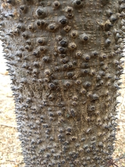 Hura polyandra (Hura polyandra)