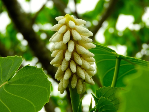 Hura polyandra (Hura polyandra)