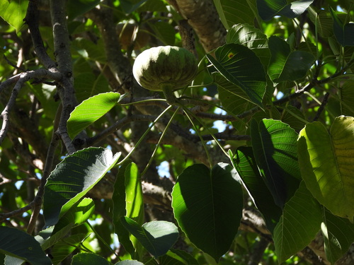 Hura polyandra (Hura polyandra)
