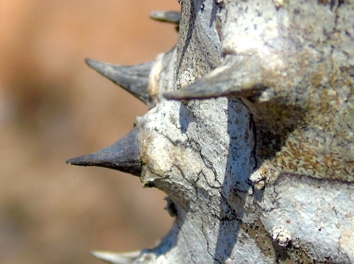 Hura polyandra (Hura polyandra)