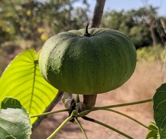 Hura polyandra (Hura polyandra)