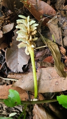 Hura polyandra (Hura polyandra)