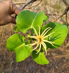 Hura polyandra (Hura polyandra)