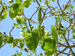 Hura polyandra (Hura polyandra)
