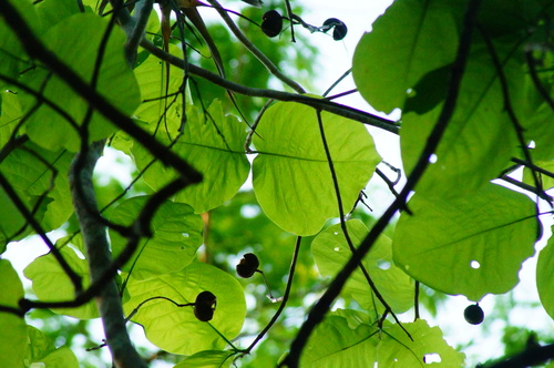 Hura polyandra (Hura polyandra)