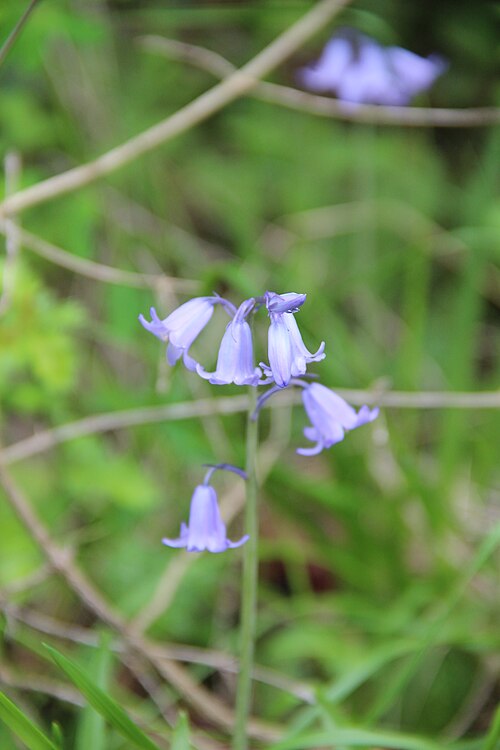 English bluebell: Bluebell - Hyacinthoides non-scripta