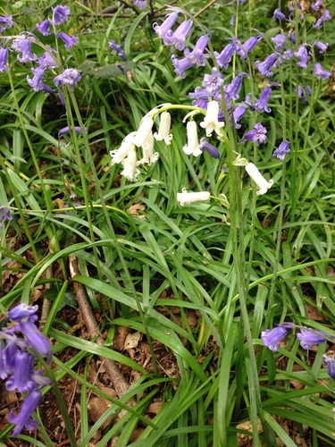 English bluebell (Hyacinthoides non-scripta)