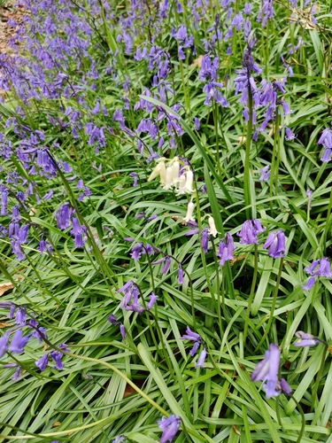 English bluebell (Hyacinthoides non-scripta)