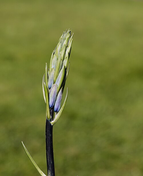 English bluebell: Flower bud boshyacint ( Hyacinthoides non-scripta ). Location, De Famberhorst in the Netherlands.
